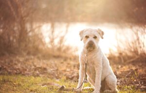 Christopherus Magazin Artikel Rasseportrait: der Irish Soft Coated Wheaten Terrier - Ein Wheaten Terrier sitzt auf einer Grasfläche in der Nähe eines kleinen Sees