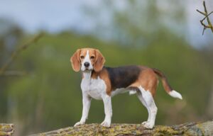 Christopherus Magazin Artikel Rasseportrait: der Beagle - ein Beagle steht auf einem dicken Ast und schaut in die Kamera