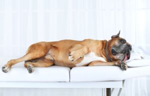 Christopherus Magazin Artikel Hundemassage - ein Hund liegt auf einer Massageliege