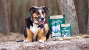 Ein mittelgroßer Hund liegt auf dem Boden im Wald neben Christopherus Forelle und Insekt Produkten