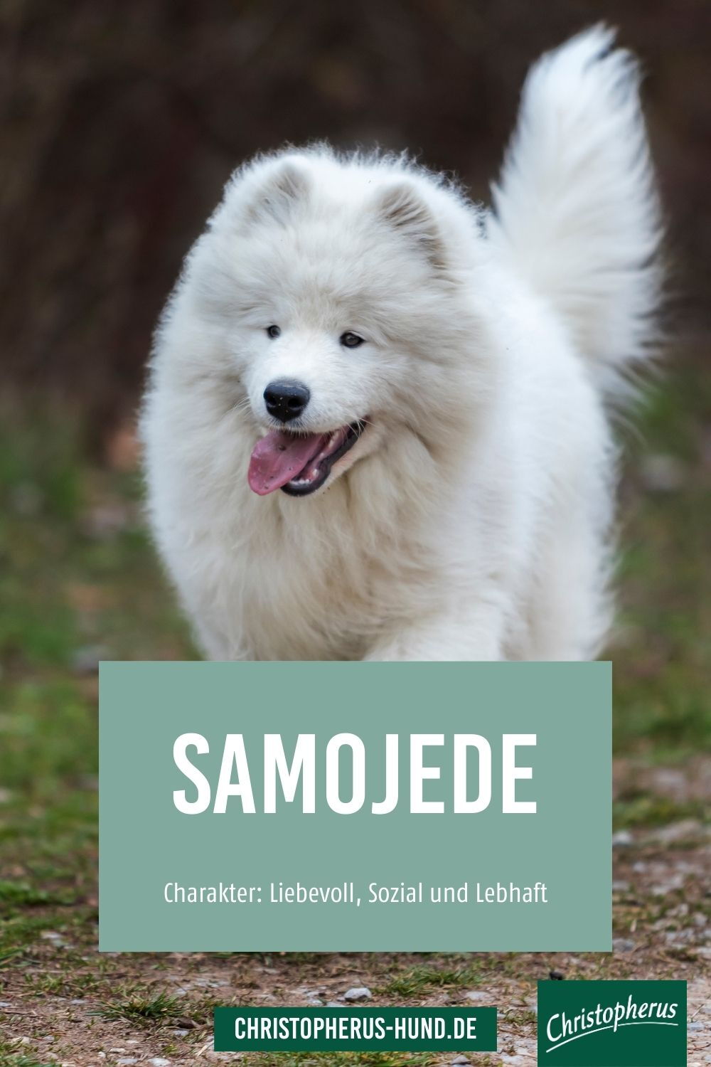Samojede Rasseportrait Samojede - Christopherus Hundefutter