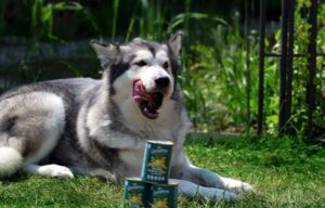 Christopherus Magazin Artikel Hund vegetarisch ernähren: Darauf kommt es an! - ein Hund liegt auf einer Grasfläche und neben dem Hund stehen drei Dosen Christopherus Vegetarian Nassfutter
