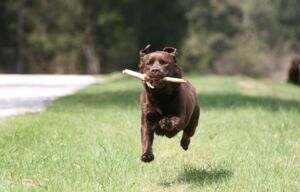 Christopherus Magazin Artikel Rasseportrait Labrador-Retriever - ein brauner Labrador läuft mit einem Stock im Maul über eine grüne Wiese