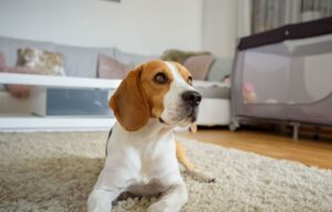Christopherus Magazin Artikel So lernt dein Hund allein zu bleiben: 6 Tipps bei Trennungsangst - ein Hund liegt auf einem weichen Teppich