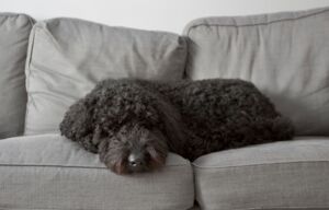 Christopherus Magazin Hunde und Schlaf: Wie viele Stunden Schlaf braucht ein Hund? - ein dunkler Hund liegt auf einem grauen Sofa und schläft