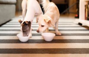 Christopherus Magazin Artikel Getreidefreies Hundefutter: Ist es besser für meinen Hund? - zwei Hunde essen Hundefutter aus zwei weißen Schüsseln