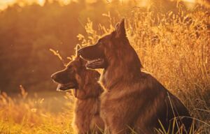 Christopherus Magazin Artikel Wie lernen Hunde - Zwei Hunde in einer Wiese beim Sonnenuntergang sind auch dem Bild zu sehen