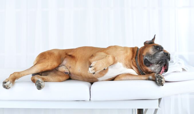 Christopherus Magazin Artikel Hundemassage - ein Hund liegt auf einer Massageliege