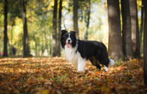 Christopherus Magazin Artikel Nachhaltig leben mit Hund: 10 Tipps für deinen Alltag - Ein Hund steht im Wald