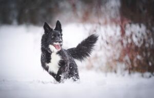 Christopherus Magazin Artikel Winterliche Wanderwege mit Hund - ein Hund läuft im Schnee