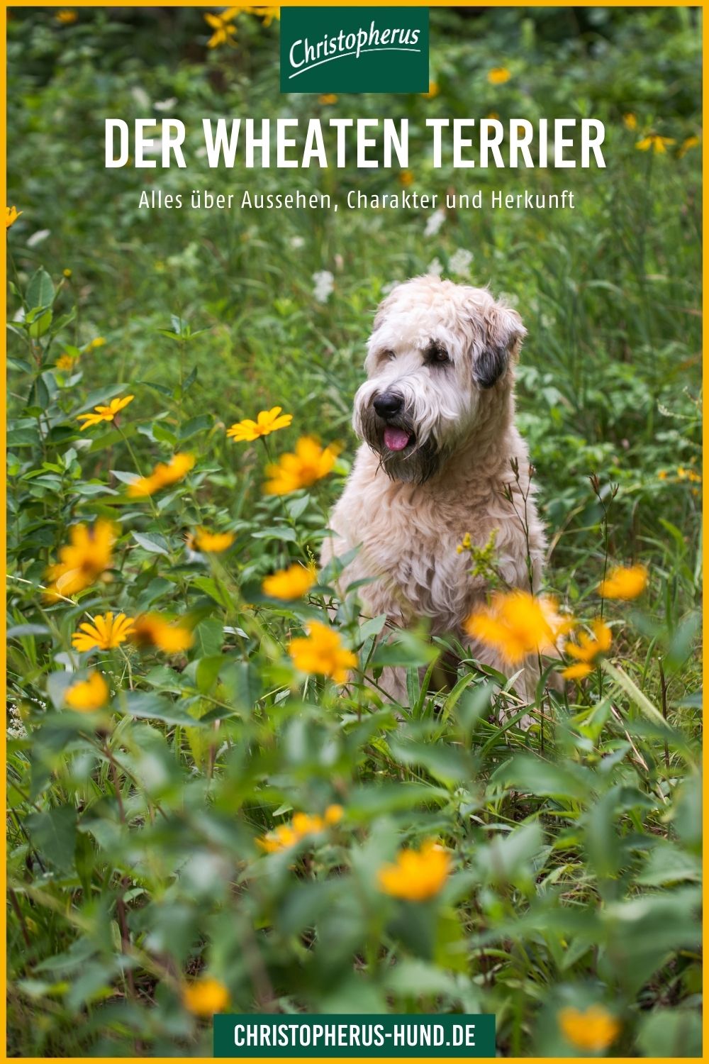 Rassepotrait: Irish Soft Coated Wheaten Terrier - Christopherus Hundefutter