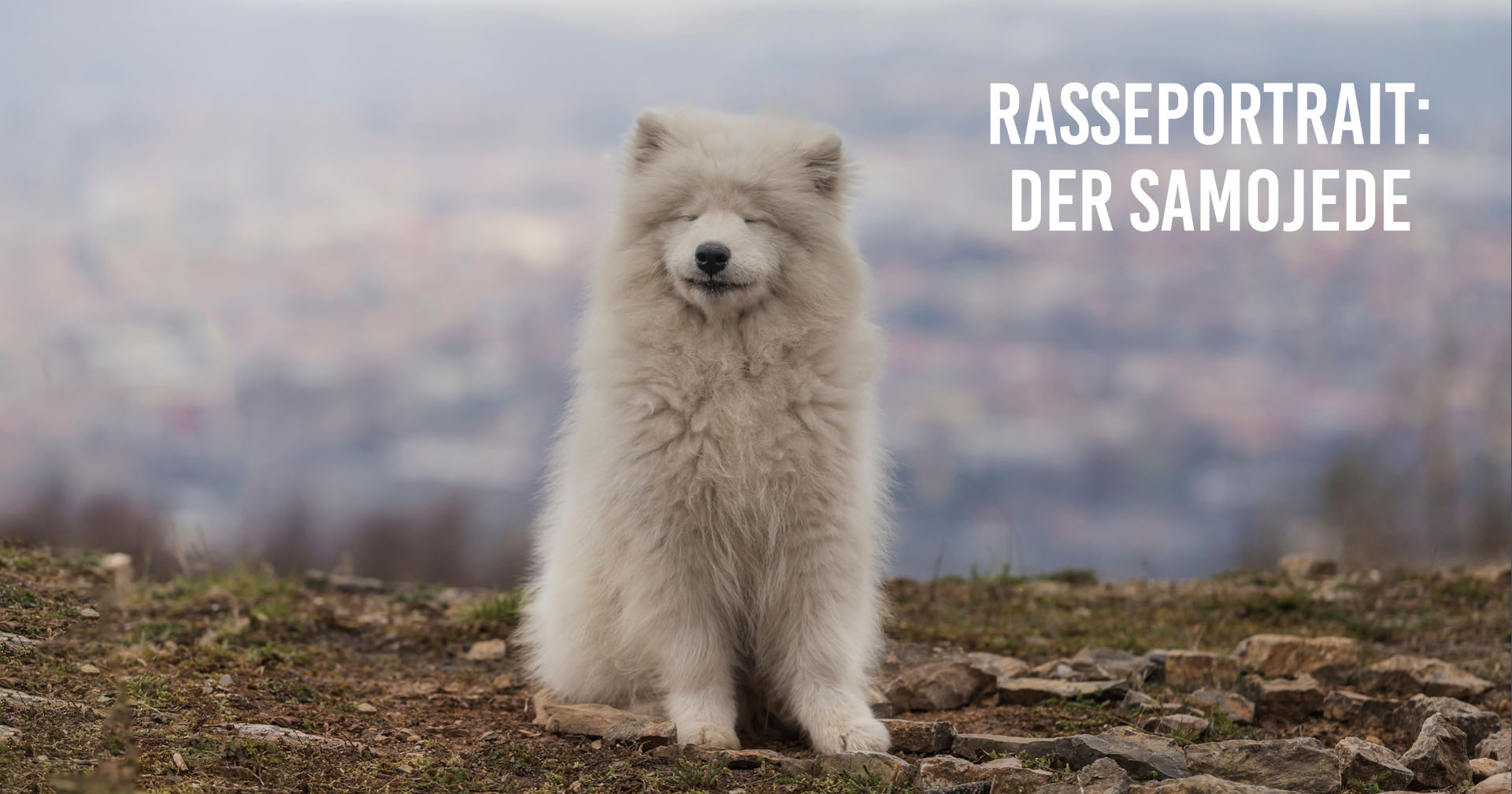 Samojede Rasseportrait Samojede - Christopherus Hundefutter