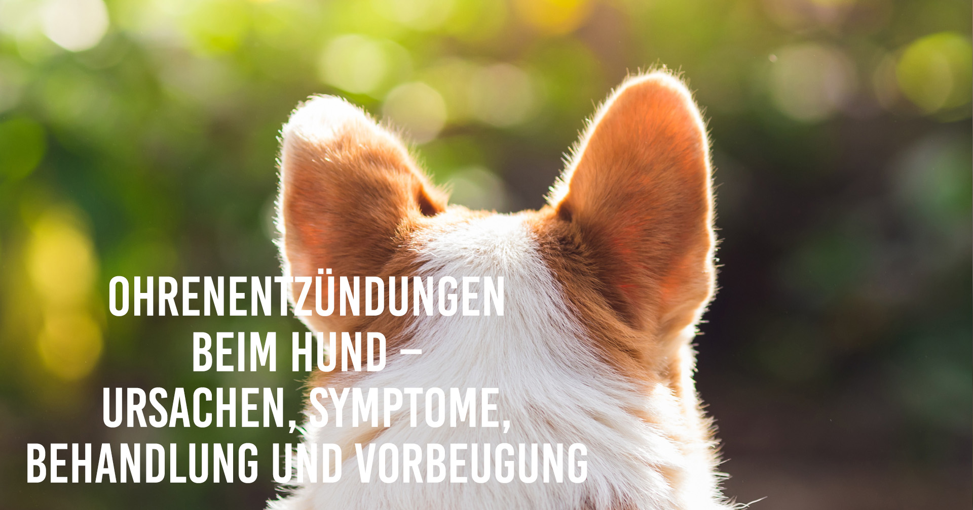 Flöhe beim Hund – Ursachen, Symptome, Behandlung und Vorbeugung